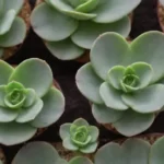 Succulents with Heart-Shaped Leaves: Symbolism and Care Tips