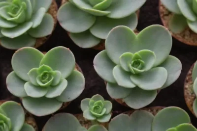 Heart-shaped leaf succulents symbolize love