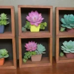 Showcasing Succulents in Creative Shadow Boxes