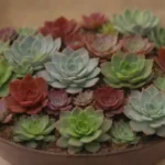 Succulent Gift Ideas for Weddings: Centerpieces and Favors