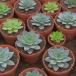 Creative Ways to Incorporate Fertilizer into Your Succulent Care