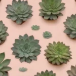 Signs Your Succulent Is Entering Its Dormant Phase: A Guide