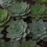 Low-Light Succulents: Best Varieties for Gloomy Seasons