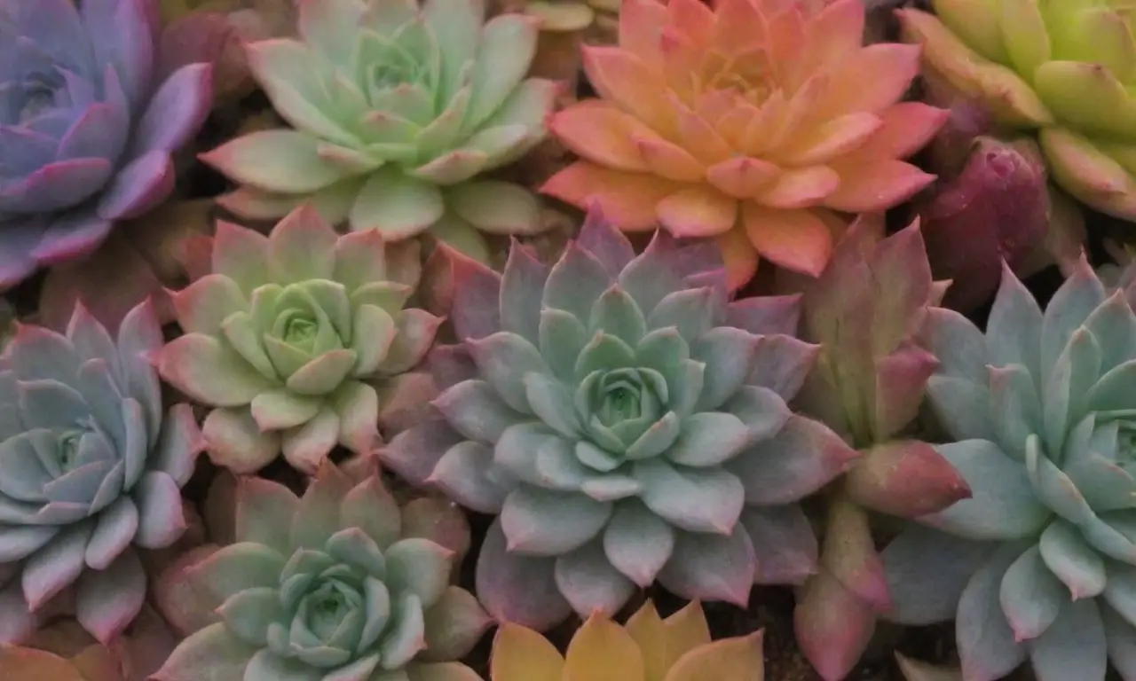 Vibrant succulents offer stunning visual appeal for plant enthusiasts