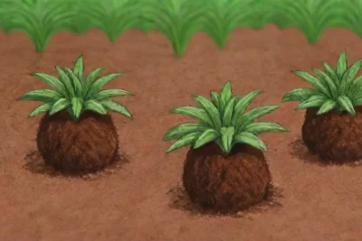 Coconut coir improves aeration and moisture retention but has some inconsistencies and requires proper drainage