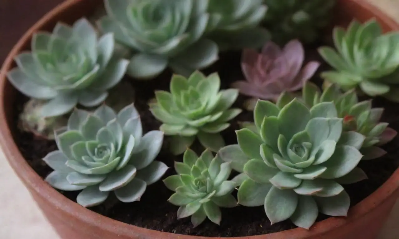 Essential tips for succulent care and survival