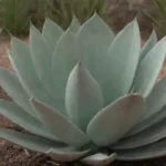 Tips for Growing the Majestic Agave Americana in Your Home