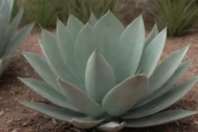 Grow Agave Americana in well-draining soil and sunlight