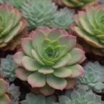 Identifying the Most Desired Rare Succulents in the Hobby