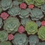 Understanding the Role of Succulents in Urban Ecosystems Today