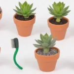 Repotting Techniques for Trailing Succulents: Tips and Hacks