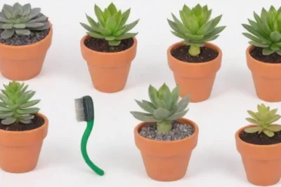 Succulent repotting guide with tips and transformations