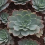 How Different Cultures Use Succulents in Art and Decoration