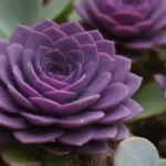 Unusual Purple Succulents: Adding a Splash of Royal Color