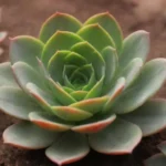 Do Succulents Need More Water in Summer? Myths Debunked