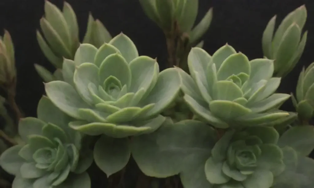 The wallpaper shows a garden with overwatered plants and warning signs