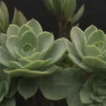 Signs of Overwatering: Identifying Issues in Succulent Care