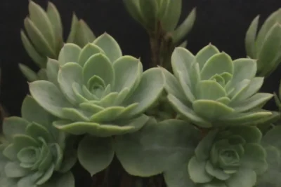 The wallpaper shows a garden with overwatered plants and warning signs