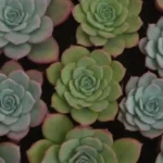 FleshyFoliage: Examining the Benefits of Thick Leaves in Succulents