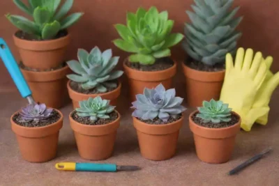 Colorful succulents and tools with beginner-friendly repotting tips create a cheerful atmosphere