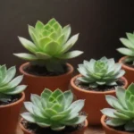 Best Grow Lights for Succulents: LED vs. Fluorescent Explained