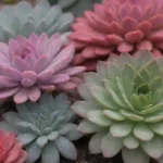 21. The Most Resilient Flowering Succulents for Difficult Climates