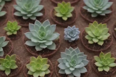 Bright visuals and bold text detail succulent care and growth tips