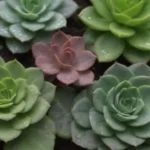 The Interplay of Humidity and Growth in Succulent Plant Care