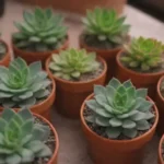 How to Photograph Succulents at Home: Step-by-Step Guide