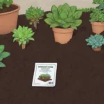 Nutrient-Rich Compost: A Natural Fertilizer for Succulents