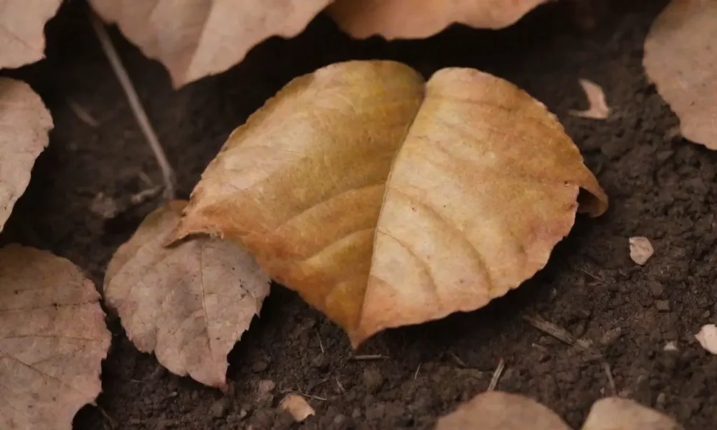 The plant shows signs of distress