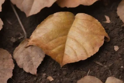 The plant shows signs of distress