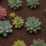 What Are the Best Treatments for Fungus Gnats in Succulents?