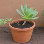 How to Handle Broken or Damaged Succulent Roots Properly