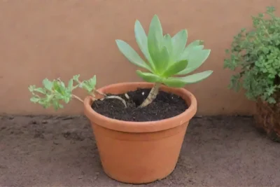 Guide to pruning and repotting a damaged succulent