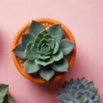 The Art of Garnishing Dishes with Edible Succulents Effectively