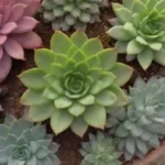 A Comprehensive Review of the Best Succulent Growing Kits