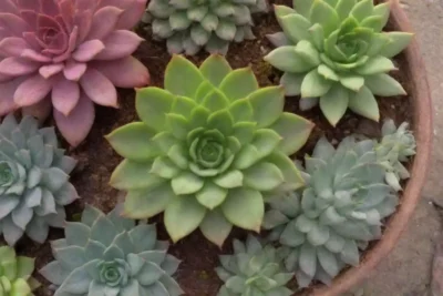 A visually appealing guide to planting succulents with vibrant colors and organized tips