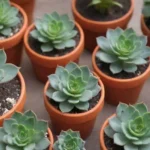 The Best Succulent Gifts for Your Green Thumb Friends