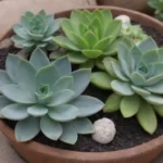 Drainage Solutions for Succulent Containers: What You Need to Know