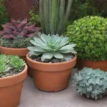 Creative Succulent Displays for Front Yards That Dazzle