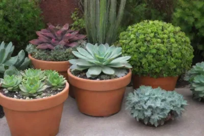 Lively succulents create enchanting outdoor spaces