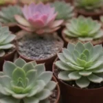 Documenting Your Succulent Swap Journeys: Why It Matters