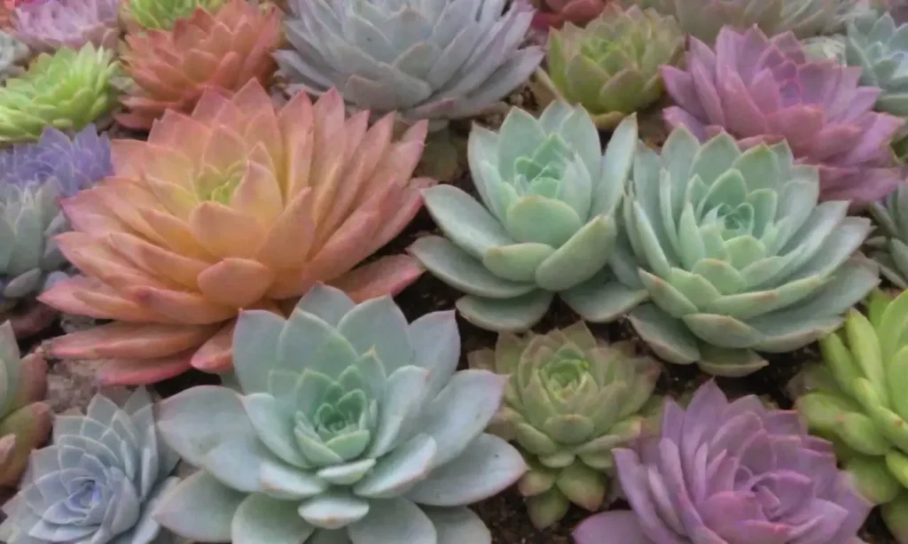 Colorful succulents thrive with easy care tips and engaging designs