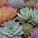 Long-Term Solutions for Keeping Succulents Pest-Free Year-Round