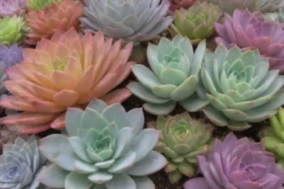 Colorful succulents thrive with easy care tips and engaging designs