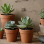 Understanding Roots: What Happens When You Repot Succulents