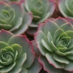 The Art of Propagating Rare Succulents for the Passionate Grower