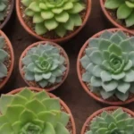 Understanding the Sun Requirements of Outdoor Succulent Varieties