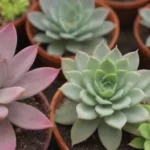 Dealing with Aphids: Prevention and Treatment for Succulent Health